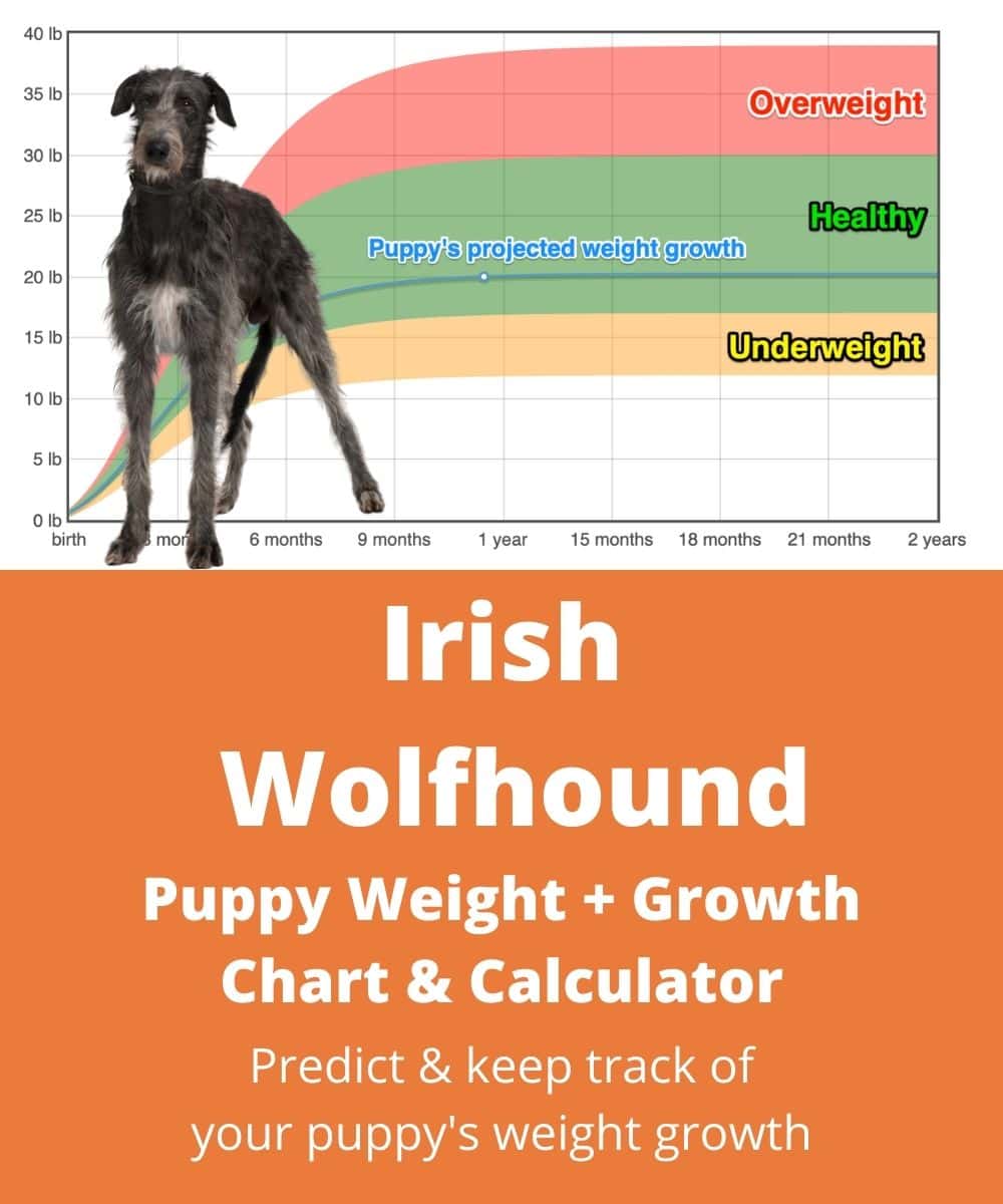 irish-wolfhound Puppy Weight Growth Chart